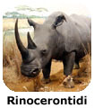Rinocerontidi